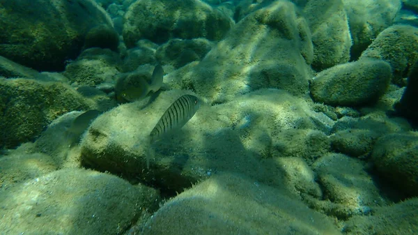 沙纹海胸罩或带条纹海胸罩 Lithognathus Mormyrus 爱琴海 Halkidiki — 图库照片