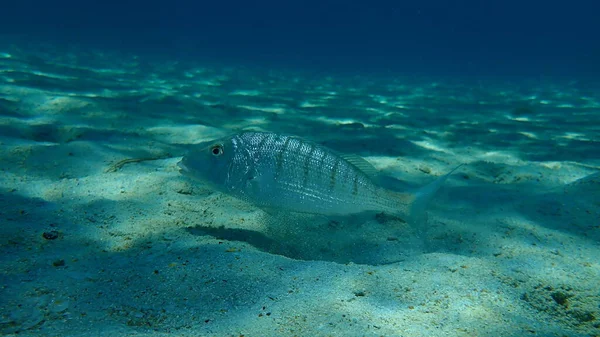 Steenbras Sable Dorade Rayée Lithognathus Mormyrus Sous Marine Mer Égée — Photo