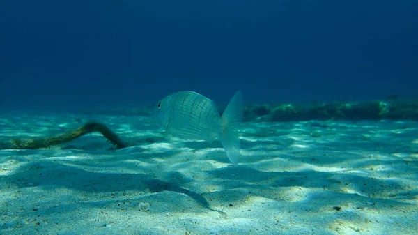 Sabbia Steenbra Reame Marino Striato Lithognathus Mormyrus Sottomarino Mar Egeo — Foto Stock