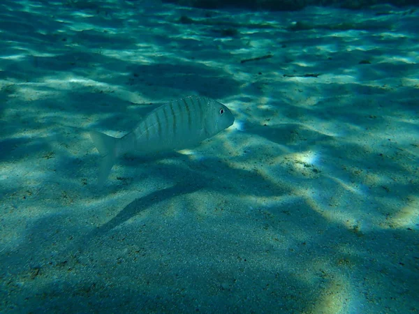 Остеенбрас Lithognathus Mormyrus Водой Эгейское Море Греция Халкидики — стоковое фото