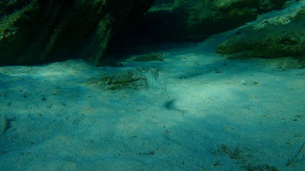 Esteenbras Arena Besugo Rayado Lithognathus Mormyrus Bajo Mar Mar Egeo — Foto de Stock