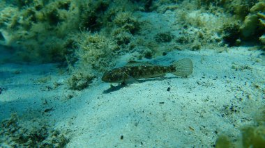 Karadeniz (Gobius niger), Ege Denizi, Yunanistan, Halkidiki