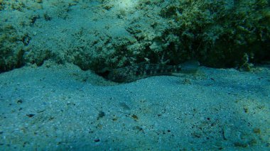 Karadeniz (Gobius niger), Ege Denizi, Yunanistan, Halkidiki