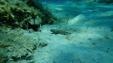 Karadeniz (Gobius niger), Ege Denizi, Yunanistan, Halkidiki