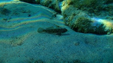 Karadeniz (Gobius niger), Ege Denizi, Yunanistan, Halkidiki