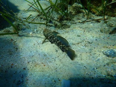 Karadeniz (Gobius niger), Ege Denizi, Yunanistan, Halkidiki