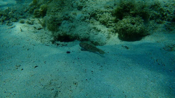 Μαύρο Goby Gobius Niger Υποθαλάσσιο Αιγαίο Ελλάδα Χαλκιδική — Φωτογραφία Αρχείου