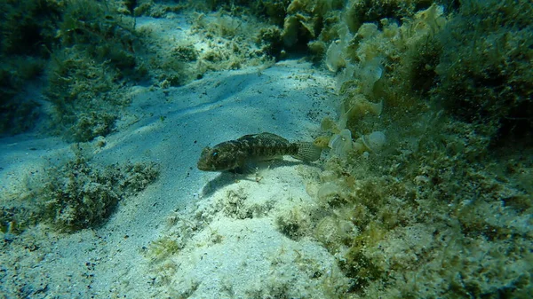 Black Goby Gobius Niger Undersea Aegean Sea Greece Halkidiki — Stock Photo, Image