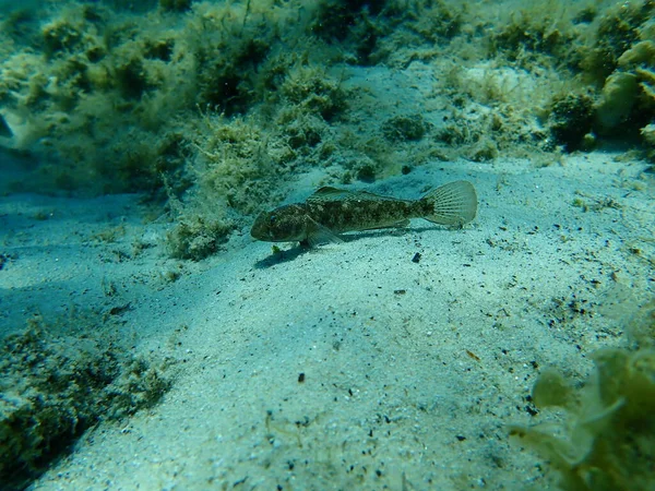Karadeniz (Gobius niger), Ege Denizi, Yunanistan, Halkidiki