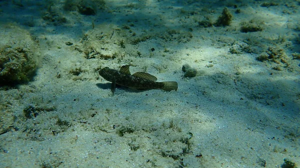 Karadeniz (Gobius niger), Ege Denizi, Yunanistan, Halkidiki