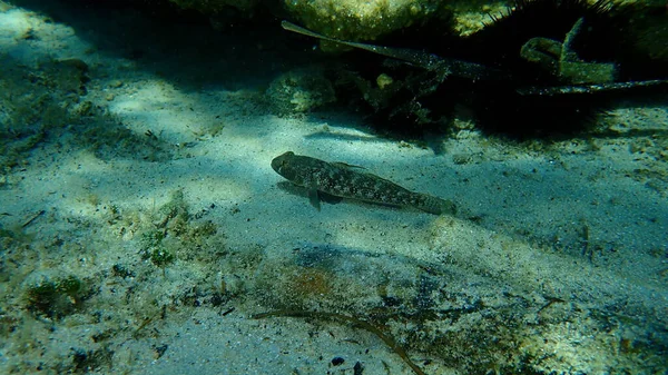 Svartbult Gobius Niger Vatten Egeiska Havet Grekland Halkidiki — Stockfoto