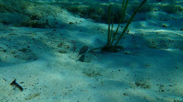 Karadeniz (Gobius niger), Ege Denizi, Yunanistan, Halkidiki