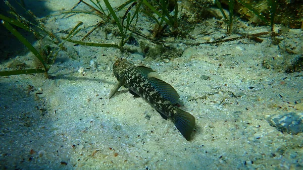 Karadeniz (Gobius niger), Ege Denizi, Yunanistan, Halkidiki