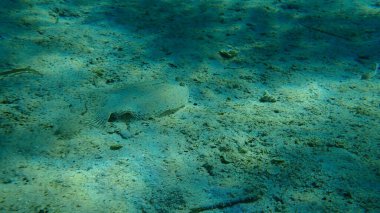 Geniş gözlü dil balığı (Bothus podas) denizaltı, Ege Denizi, Yunanistan, Halkidiki