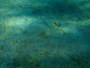 Geniş gözlü dil balığı (Bothus podas) denizaltı, Ege Denizi, Yunanistan, Halkidiki