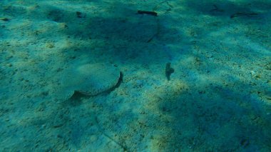 Geniş gözlü dil balığı (Bothus podas) denizaltı, Ege Denizi, Yunanistan, Halkidiki