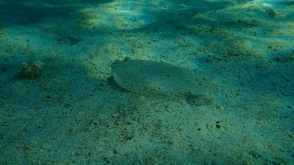 Lenguado Ojos Anchos Bothus Podas Bajo Mar Mar Egeo Grecia —  Fotos de Stock