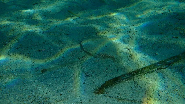 Breedoogbot Bothus Podas Onderzees Egeïsche Zee Griekenland Halkidiki — Stockfoto