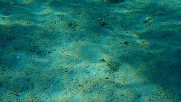 Lenguado Ojos Anchos Bothus Podas Bajo Mar Mar Egeo Grecia — Foto de Stock