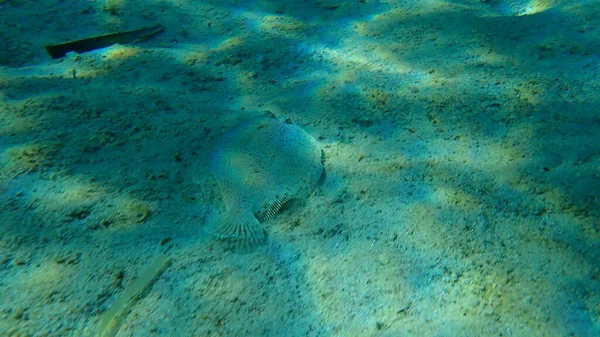 Wide Eyed Flounder Bothus Podas Undersea Aegean Sea Greece Halkidiki — Stock Photo, Image