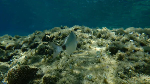 Sargo White Seabream Diplodus Sargus Undersea Aegean Sea Greece Halkidiki — 스톡 사진