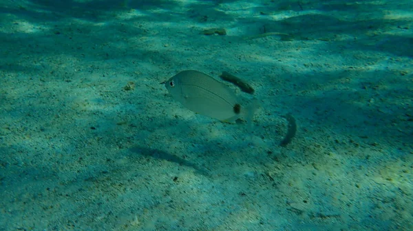 Besugo Diplodus Annularis Submarino Mar Egeo Grecia Halkidiki — Foto de Stock