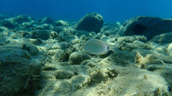 Besugo Diplodus Annularis Submarino Mar Egeo Grecia Halkidiki — Foto de Stock