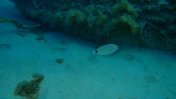 Annular Seabream Diplodus Annularis Undersea Aegean Sea Greece Halkidiki — Stock fotografie