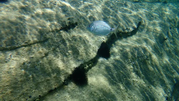 Sargo White Seabream Diplodus Sargus Undersea Eegean Sea Greece Halkidiki — стокове фото