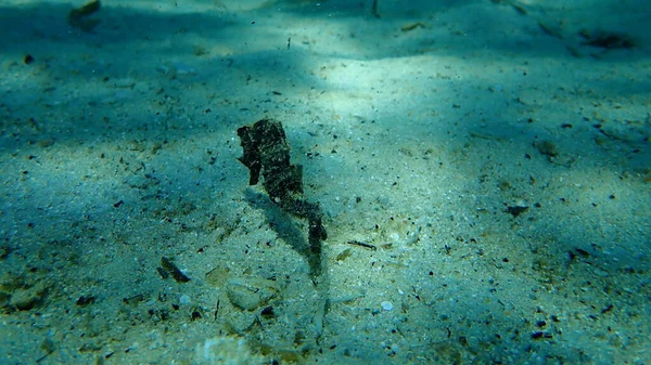 Hippocampe Museau Court Hippocampus Hippocampus Sous Marin Mer Égée Grèce — Photo