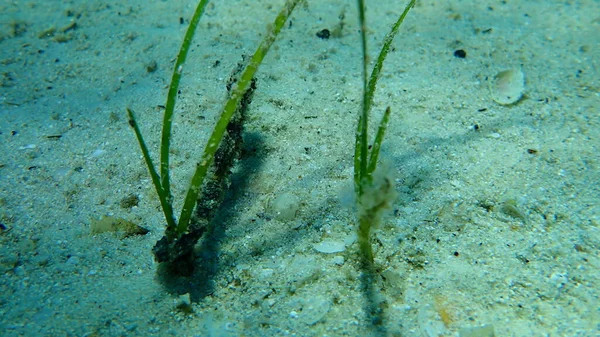 Cavalo Marinho Focinho Curto Hippocampus Hippocampus Submarino Mar Egeu Grécia — Fotografia de Stock