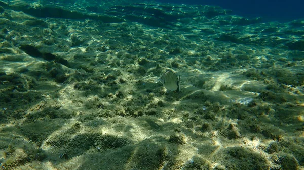 Sharpsnout Mořské Dno Diplodus Puntazzo Pod Mořem Egejské Moře Řecko — Stock fotografie