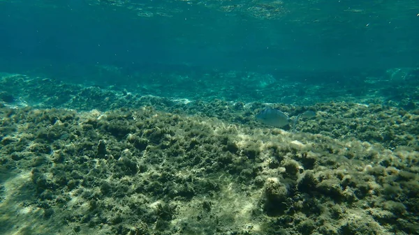 Sivri Burunlu Deniz Kabuğu Diplodus Puntazzo Deniz Altı Ege Denizi — Stok fotoğraf