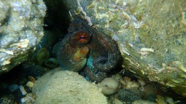 Ortak ahtapot (Octopus vulgaris) denizaltı, Ege Denizi, Yunanistan, Halkidiki