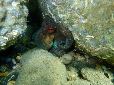 Ortak ahtapot (Octopus vulgaris) denizaltı, Ege Denizi, Yunanistan, Halkidiki