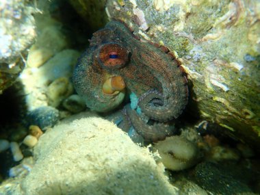 Ortak ahtapot (Octopus vulgaris) denizaltı, Ege Denizi, Yunanistan, Halkidiki