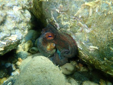 Ortak ahtapot (Octopus vulgaris) denizaltı, Ege Denizi, Yunanistan, Halkidiki