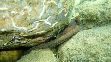 Ortak ahtapot (Octopus vulgaris) denizaltı, Ege Denizi, Yunanistan, Halkidiki