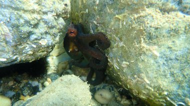 Ortak ahtapot (Octopus vulgaris) denizaltı, Ege Denizi, Yunanistan, Halkidiki
