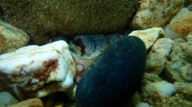 Ortak ahtapot (Octopus vulgaris) denizaltı, Ege Denizi, Yunanistan, Halkidiki