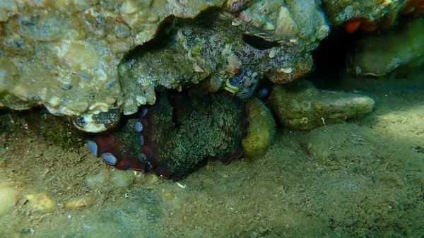 Bläckfisk Octopus Vulgaris Havsytan Egeiska Havet Grekland Halkidiki — Stockfoto