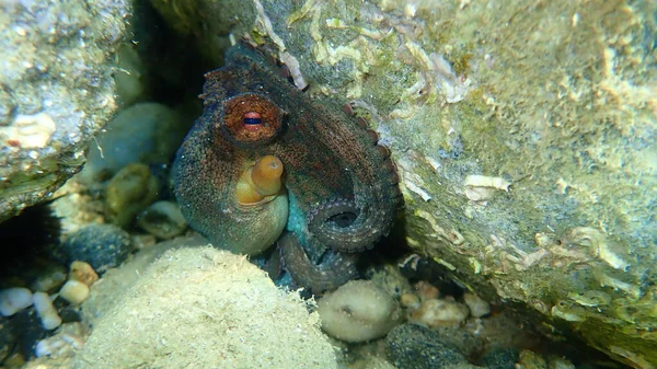 Ortak ahtapot (Octopus vulgaris) denizaltı, Ege Denizi, Yunanistan, Halkidiki