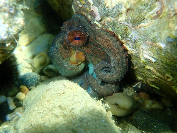 Ortak ahtapot (Octopus vulgaris) denizaltı, Ege Denizi, Yunanistan, Halkidiki