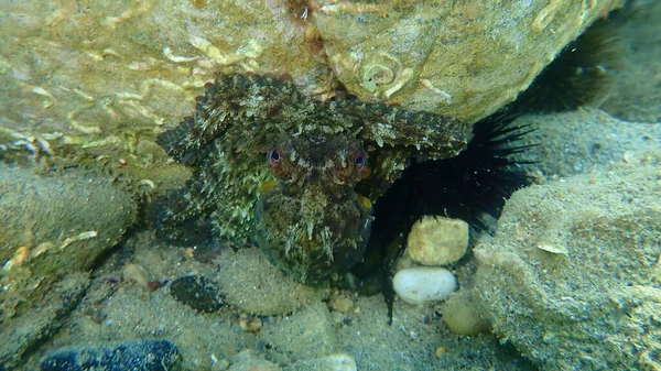 Tintenfisch Octopus Vulgaris Unter Wasser Ägäis Griechenland Chalkidiki — Stockfoto
