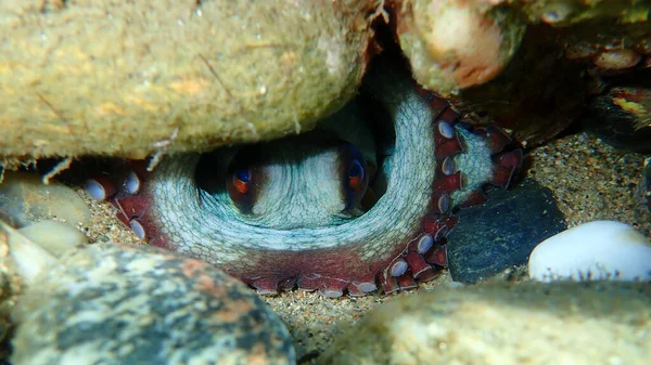 Octopus beak Stock Photos, Royalty Free Octopus beak Images | Depositphotos