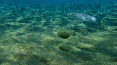 Düz başlı gri kefal, yassı başlı kefal, çizgili kefal (Mugil cephalus) deniz altı, Ege Denizi, Yunanistan, Halkidiki