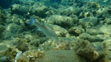Düz başlı gri kefal, yassı başlı kefal, çizgili kefal (Mugil cephalus) deniz altı, Ege Denizi, Yunanistan, Halkidiki