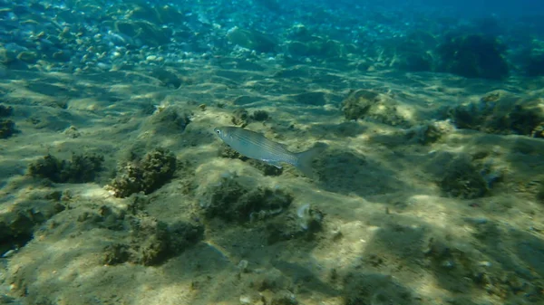 Flathead Meeräsche Flathead Meeräsche Gestreifte Meeräsche Mugil Cephalus Unterwasser Ägäis — Stockfoto