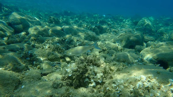 Flathead Серый Кефаль Flathead Кефаль Полосатый Кефал Mugil Cephalus Водой — стоковое фото