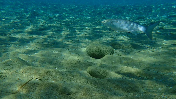 Flathead Grey Mullet Flathead Mullet Csíkos Mullet Mugil Cephalus Tenger — Stock Fotó